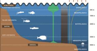 Dove si trova la Zona abissopelagica?