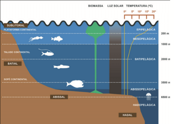 Dove si trova la Zona abissopelagica?